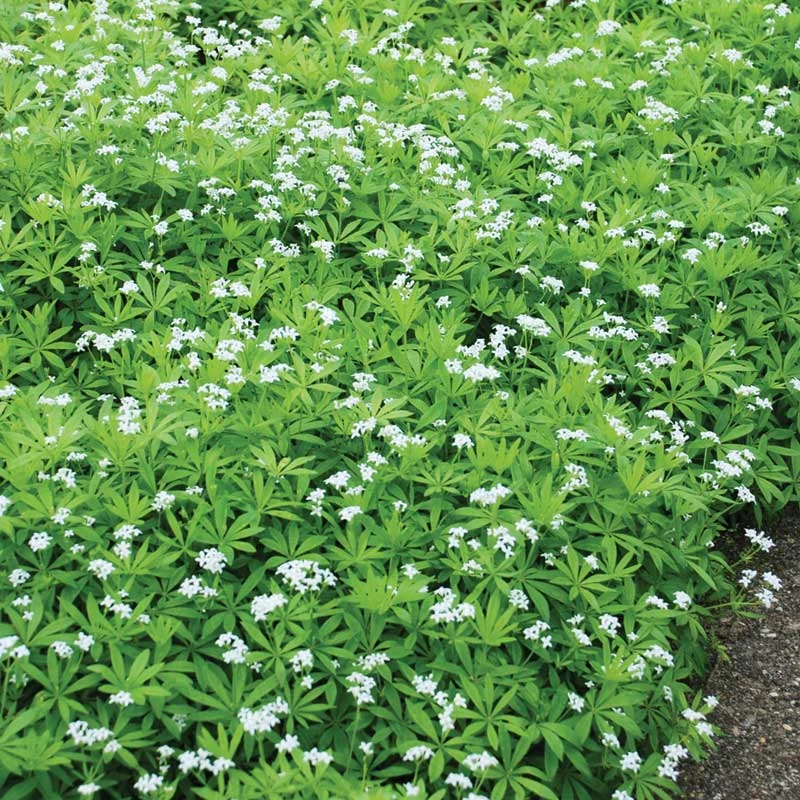 Sweet Woodruff 3 Sweet Woodruff