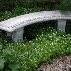 Sweet Woodruff 8 Sweet Woodruff -Garden Plants Store galium odoratum sweet woodruff 2