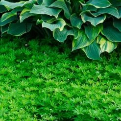 Sweet Woodruff 9 Sweet Woodruff -Garden Plants Store galium odoratum sweet woodruff 3