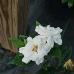 Steady As She Goes™ Gardenia 8 Steady As She Goes™ Gardenia -Garden Plants Store gardenia steady as she goes 2