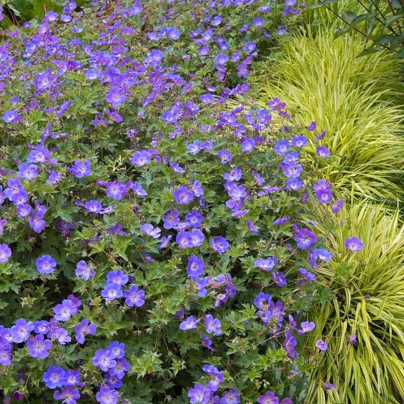 Rozanne® Cranesbill 4 Rozanne® Cranesbill - Image 2