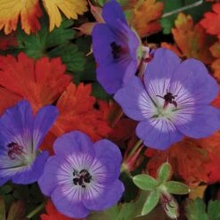 Rozanne® Cranesbill 9 Rozanne® Cranesbill -Garden Plants Store geranium rozanne cranesbill 2