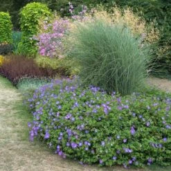 Rozanne® Cranesbill 10 Rozanne® Cranesbill -Garden Plants Store geranium rozanne cranesbill 3