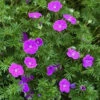 'Vision Violet' Cranesbill -Garden Plants Store geranium vision violet 1 P