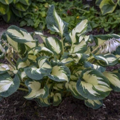'Hans' Hosta -Garden Plants Store hans hosta 3