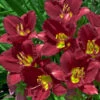 'Ruby Stella' Daylily -Garden Plants Store hemerocallis ruby stella 1