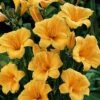 'Stella D'Oro' Daylily 1 'Stella D'Oro' Daylily -Garden Plants Store hemerocallis stella doro daylily 1