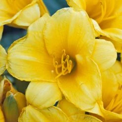'Stella D'Oro' Daylily -Garden Plants Store hemerocallis stella doro daylily 2