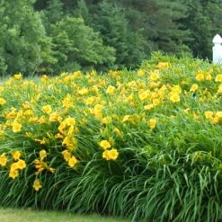 'Stella D'Oro' Daylily -Garden Plants Store hemerocallis stella doro daylily 3