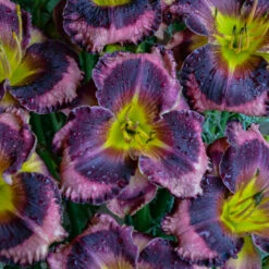 Rainbow Rhythm® 'Storm Shelter' Daylily -Garden Plants Store hemerocallis storm shelter 2