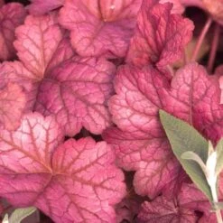 Garden Plants Store -Garden Plants Store heuchera berry smoothie coral bells 2 3e36cdc3 0112 4061 8251 b0c172d46a59 sw