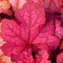'Berry Smoothie' Coral Bells 8 'Berry Smoothie' Coral Bells -Garden Plants Store heuchera berry smoothie coral bells 3 786b0487 b5ec 4562 8813 9d5b97ed6c12 sw