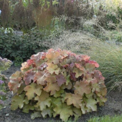 'Caramel' Coral Bells 12 'Caramel' Coral Bells -Garden Plants Store heuchera coralbells caramel 2