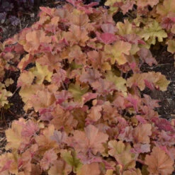 'Caramel' Coral Bells 13 'Caramel' Coral Bells -Garden Plants Store heuchera coralbells caramel