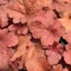 'Fire Alarm' Coral Bells 1 'Fire Alarm' Coral Bells -Garden Plants Store heuchera fire alarm 1 P sw