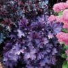Forever® Purple Coral Bells -Garden Plants Store heuchera forever purple 1 sw