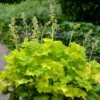 'Twist Of Lime' Coral Bells 2 'Twist Of Lime' Coral Bells -Garden Plants Store heuchera twist of lime 1