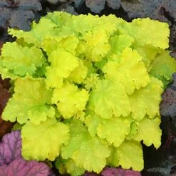 'Twist Of Lime' Coral Bells -Garden Plants Store heuchera twist of lime 3