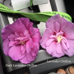 Dark Lavender Chiffon® Rose Of Sharon 8 Dark Lavender Chiffon® Rose Of Sharon -Garden Plants Store hibiscus dark lavender chiffon 1