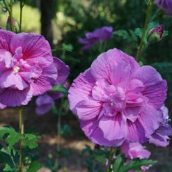 Dark Lavender Chiffon® Rose Of Sharon