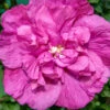 Magenta Chiffon® Rose Of Sharon -Garden Plants Store hibiscus magenta chiffon 1