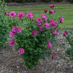 Magenta Chiffon® Rose Of Sharon -Garden Plants Store hibiscus magenta chiffon 3