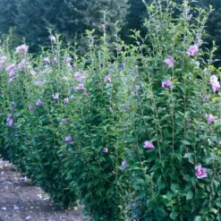 Purple Pillar® Rose Of Sharon -Garden Plants Store hibiscus purple pillar 3