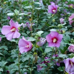 Purple Satin® Rose Of Sharon -Garden Plants Store hibiscus purple satin 3