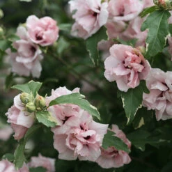 Sugar Tip® Rose Of Sharon -Garden Plants Store hibiscus sugar tip 3