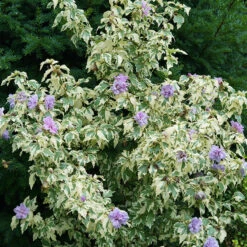 Sugar Tip® Gold Rose Of Sharon -Garden Plants Store hibiscus sugar tip gold 3