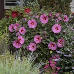 Summerific® 'Berry Awesome' Perennial Hibiscus -Garden Plants Store hibiscus summerific berry awesome 2 sw