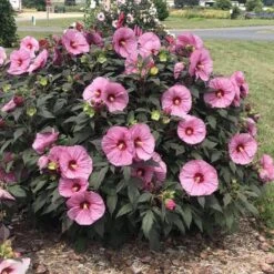 Summerific® 'Berry Awesome' Perennial Hibiscus -Garden Plants Store hibiscus summerific berry awesome 4 sw