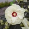 Summerific® 'French Vanilla' Perennial Hibiscus