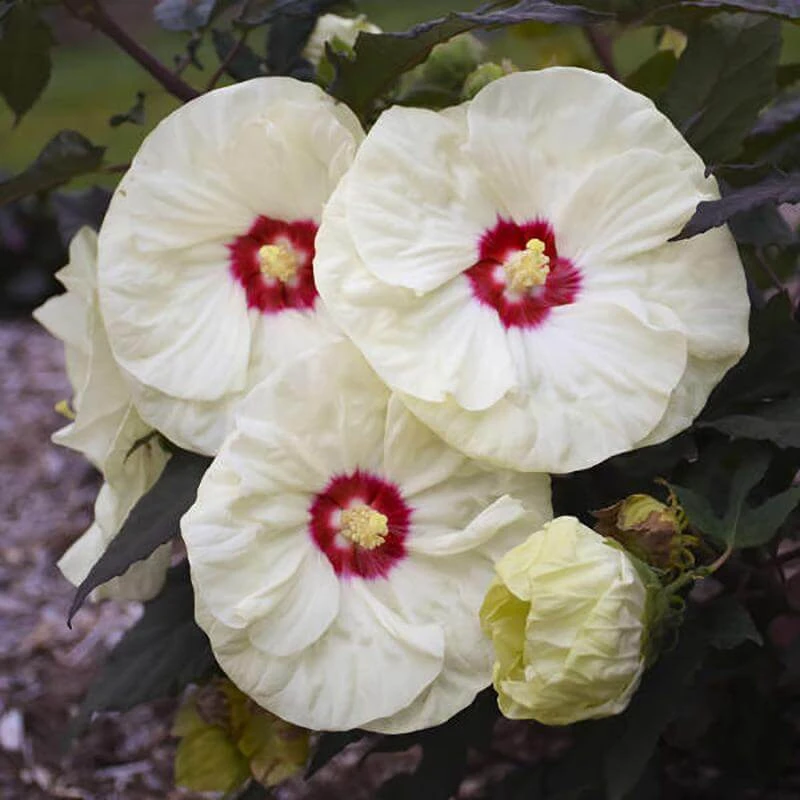 Summerific® 'French Vanilla' Perennial Hibiscus 4 Summerific® 'French Vanilla' Perennial Hibiscus - Image 2