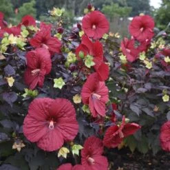 Summerific® 'Holy Grail' Perennial Hibiscus -Garden Plants Store hibiscus summerific holy grail 2 sw