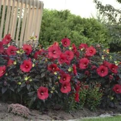 Summerific® 'Holy Grail' Perennial Hibiscus -Garden Plants Store hibiscus summerific holy grail 4 sw