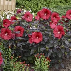 Summerific® 'Holy Grail' Perennial Hibiscus -Garden Plants Store hibiscus summerific holy grail 5 sw