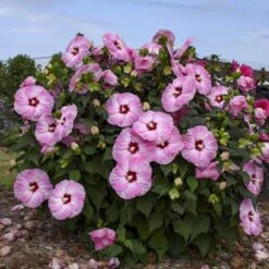 Summerific® 'Spinderella' Perennial Hibiscus -Garden Plants Store hibiscus summerific spinderella 1 sw