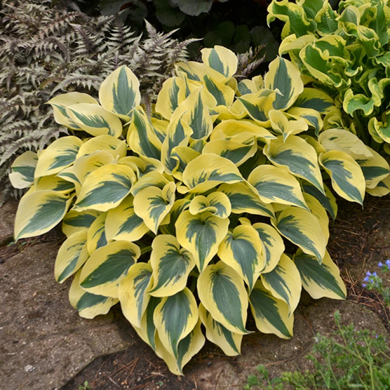 Shadowland® 'Autumn Frost' Hosta 3 Shadowland® 'Autumn Frost' Hosta