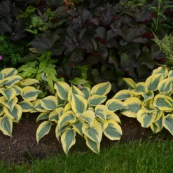 Shadowland® 'Autumn Frost' Hosta 9 Shadowland® 'Autumn Frost' Hosta -Garden Plants Store hosta autumn frost 3