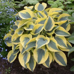 Shadowland® 'Autumn Frost' Hosta 10 Shadowland® 'Autumn Frost' Hosta -Garden Plants Store hosta autumn frost 4