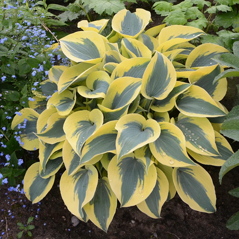 Shadowland® 'Autumn Frost' Hosta 6 Shadowland® 'Autumn Frost' Hosta - Image 4