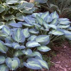 'June' Hosta -Garden Plants Store hosta june 2