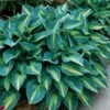 'June' Hosta -Garden Plants Store hosta june 3
