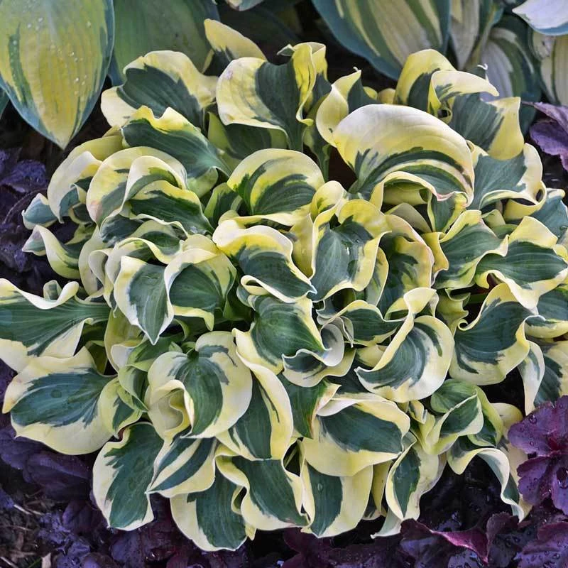 'Mini Skirt' Hosta 4 'Mini Skirt' Hosta - Image 2