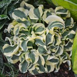 'Mini Skirt' Hosta 9 'Mini Skirt' Hosta -Garden Plants Store hosta mini skirt 2