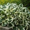 'Patriot' Hosta -Garden Plants Store hosta patriot 1