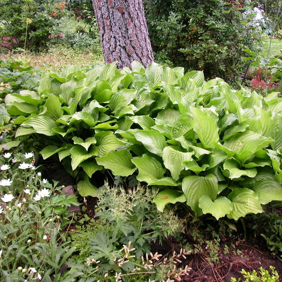 'Royal Standard' Hosta 3 'Royal Standard' Hosta