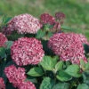 Invincibelle Garnetta® Smooth Hydrangea 1 Invincibelle Garnetta® Smooth Hydrangea -Garden Plants Store hydrangea arborescens invincibelle garnetta 1
