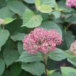 Invincibelle Garnetta® Smooth Hydrangea -Garden Plants Store hydrangea arborescens invincibelle garnetta 3